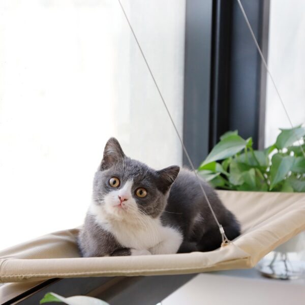 Cama Hamaca para gatos - ventana
