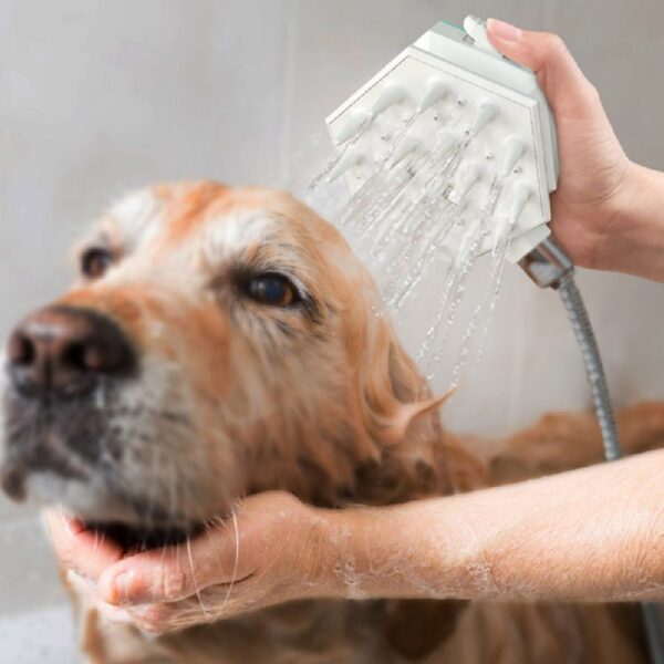 baño de perros