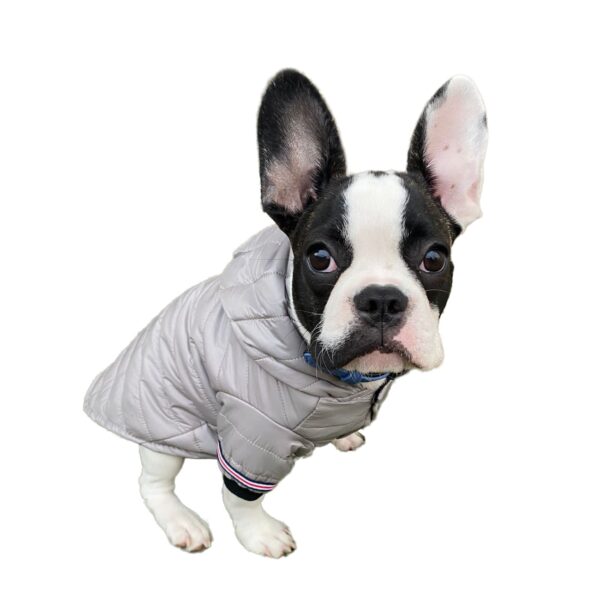 perro pug con parka
