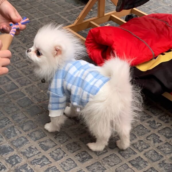 perro con chaleco de lana